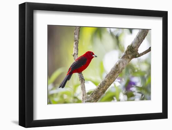 A Brazilian Tanager, Ramphocelus Bresilius, on a Branch with a Tropical Backdrop in Ubatuba, Brazil-Alex Saberi-Framed Photographic Print