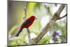 A Brazilian Tanager, Ramphocelus Bresilius, on a Branch with a Tropical Backdrop in Ubatuba, Brazil-Alex Saberi-Mounted Photographic Print