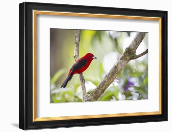 A Brazilian Tanager, Ramphocelus Bresilius, on a Branch with a Tropical Backdrop in Ubatuba, Brazil-Alex Saberi-Framed Photographic Print