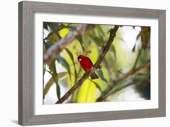 A Brazilian Tanager, Ramphocelus Bresilius, Perches in a Tree with a Tropical Backdrop-Alex Saberi-Framed Photographic Print