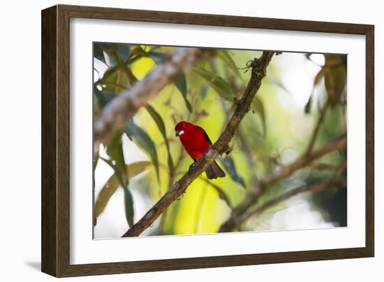 A Brazilian Tanager, Ramphocelus Bresilius, Perches in a Tree with a Tropical Backdrop-Alex Saberi-Framed Photographic Print