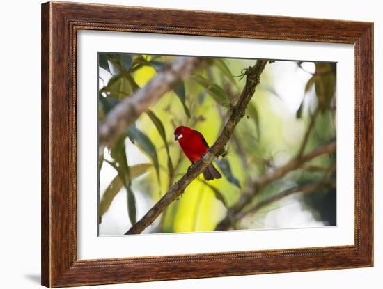 A Brazilian Tanager, Ramphocelus Bresilius, Perches in a Tree with a Tropical Backdrop-Alex Saberi-Framed Photographic Print