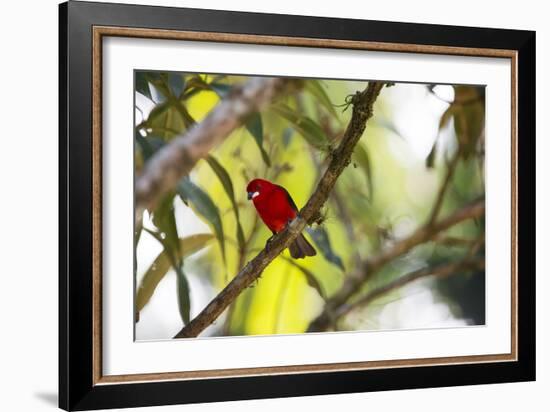 A Brazilian Tanager, Ramphocelus Bresilius, Perches in a Tree with a Tropical Backdrop-Alex Saberi-Framed Photographic Print