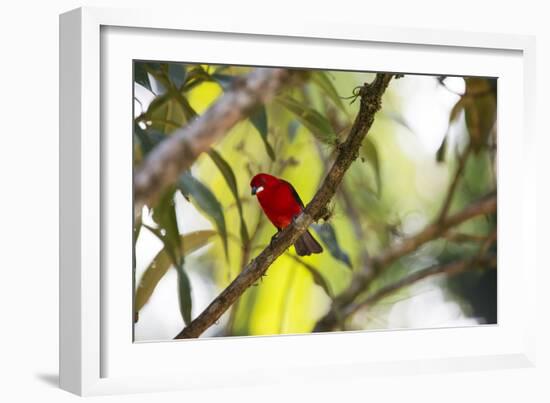 A Brazilian Tanager, Ramphocelus Bresilius, Perches in a Tree with a Tropical Backdrop-Alex Saberi-Framed Photographic Print