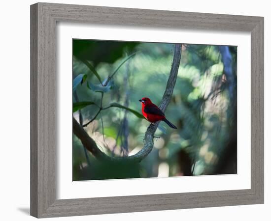 A Brazilian Tanager, Ramphocelus Bresilius, Perches in a Tree with a Tropical Backdrop-Alex Saberi-Framed Photographic Print