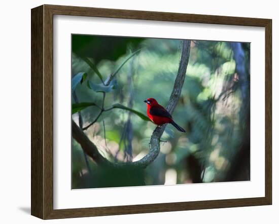 A Brazilian Tanager, Ramphocelus Bresilius, Perches in a Tree with a Tropical Backdrop-Alex Saberi-Framed Photographic Print