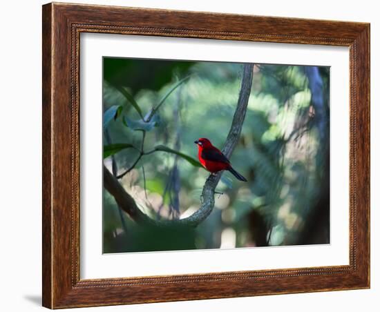 A Brazilian Tanager, Ramphocelus Bresilius, Perches in a Tree with a Tropical Backdrop-Alex Saberi-Framed Photographic Print