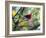 A Brazilian Tanager, Ramphocelus Bresilius, Rests in a Tree in Ubatuba, Brazil-Alex Saberi-Framed Photographic Print