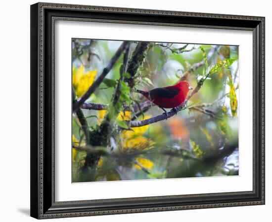 A Brazilian Tanager, Ramphocelus Bresilius, Rests in a Tree in Ubatuba, Brazil-Alex Saberi-Framed Photographic Print