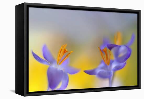 A bright day-Heidi Westum-Framed Premier Image Canvas