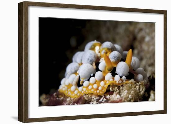 A Bright Orange and White Phyllidia Varicosa Nudibranch-Stocktrek Images-Framed Photographic Print