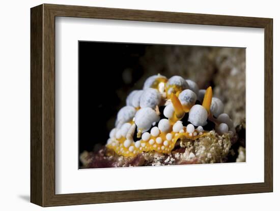 A Bright Orange and White Phyllidia Varicosa Nudibranch-Stocktrek Images-Framed Photographic Print