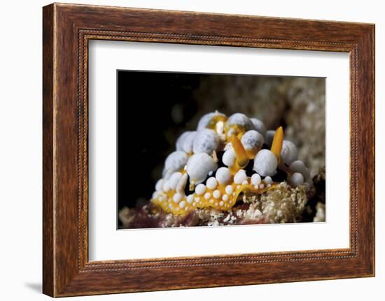 A Bright Orange and White Phyllidia Varicosa Nudibranch-Stocktrek Images-Framed Photographic Print