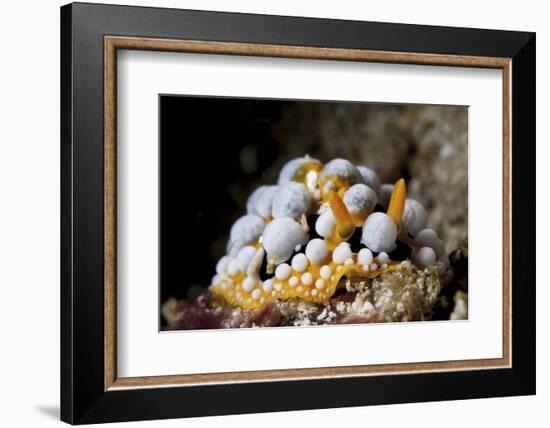 A Bright Orange and White Phyllidia Varicosa Nudibranch-Stocktrek Images-Framed Photographic Print