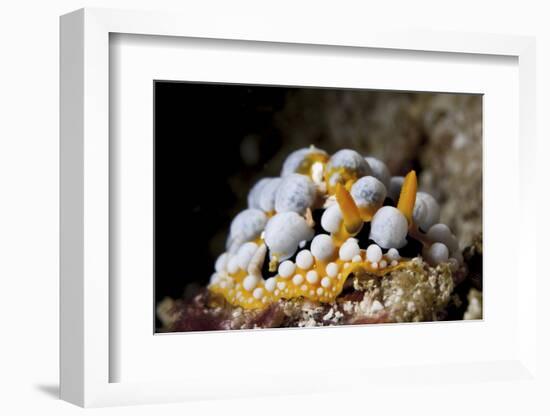 A Bright Orange and White Phyllidia Varicosa Nudibranch-Stocktrek Images-Framed Photographic Print