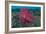 A Bright Pink-Purple Paddle-Flap Scorpionfish on Volcanic Sand, Bali-null-Framed Photographic Print