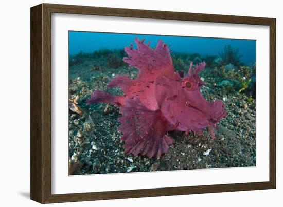 A Bright Pink-Purple Paddle-Flap Scorpionfish on Volcanic Sand, Bali-null-Framed Photographic Print