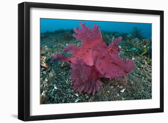 A Bright Pink-Purple Paddle-Flap Scorpionfish on Volcanic Sand, Bali-null-Framed Photographic Print