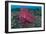 A Bright Pink-Purple Paddle-Flap Scorpionfish on Volcanic Sand, Bali-null-Framed Photographic Print