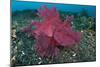 A Bright Pink-Purple Paddle-Flap Scorpionfish on Volcanic Sand, Bali-null-Mounted Photographic Print