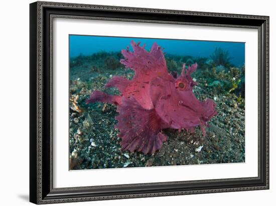 A Bright Pink-Purple Paddle-Flap Scorpionfish on Volcanic Sand, Bali-null-Framed Photographic Print