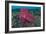 A Bright Pink-Purple Paddle-Flap Scorpionfish on Volcanic Sand, Bali-null-Framed Photographic Print