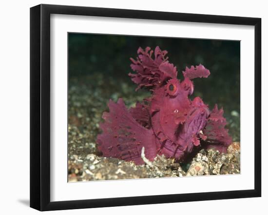 A Bright Pink-Purple Paddle-Flap Scorpionfish on Volcanic Sand, Bali-null-Framed Photographic Print