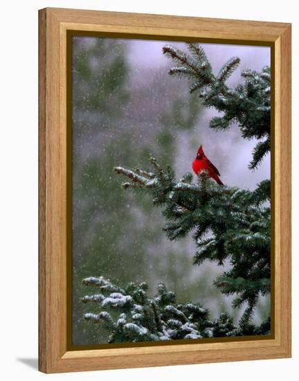 A Bright Red Cardinal-null-Framed Premier Image Canvas