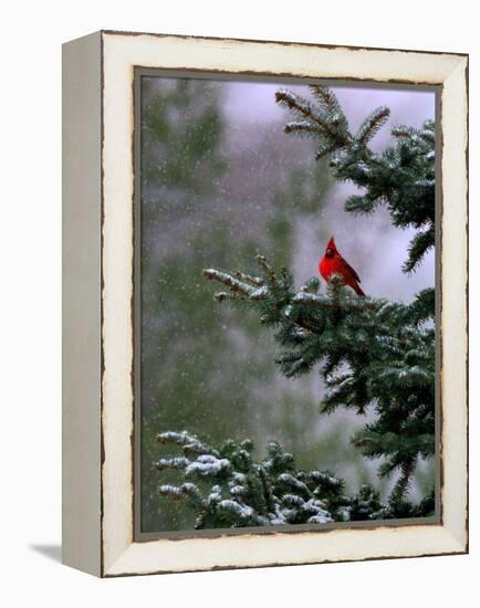 A Bright Red Cardinal-null-Framed Premier Image Canvas