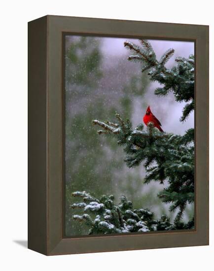 A Bright Red Cardinal-null-Framed Premier Image Canvas