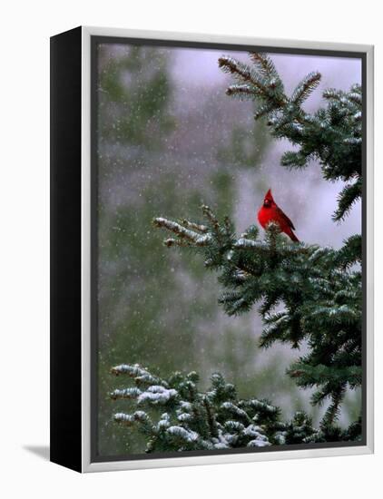 A Bright Red Cardinal-null-Framed Premier Image Canvas