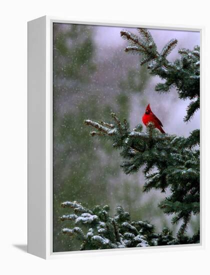 A Bright Red Cardinal-null-Framed Premier Image Canvas