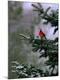 Premium Photographic Print