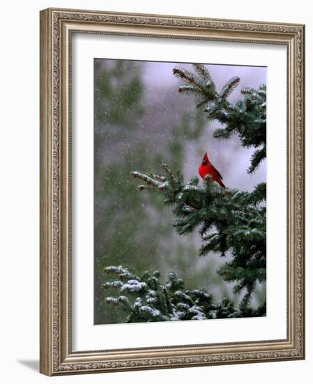 A Bright Red Cardinal-null-Framed Photographic Print