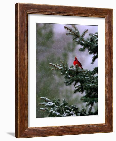 A Bright Red Cardinal-null-Framed Photographic Print