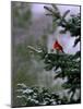 A Bright Red Cardinal-null-Mounted Photographic Print