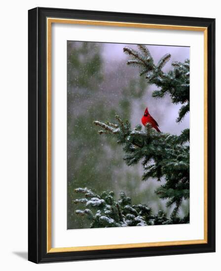 A Bright Red Cardinal-null-Framed Photographic Print