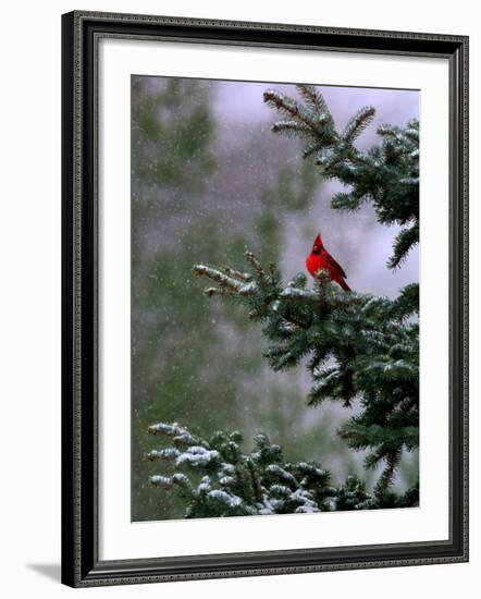 A Bright Red Cardinal--Framed Photographic Print