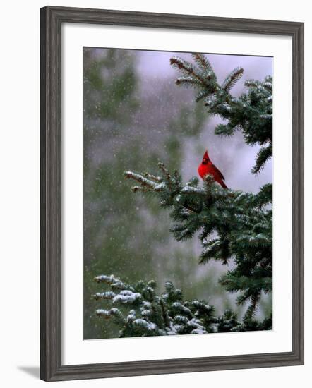 A Bright Red Cardinal--Framed Photographic Print