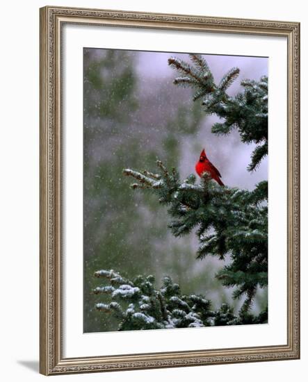 A Bright Red Cardinal-null-Framed Photographic Print