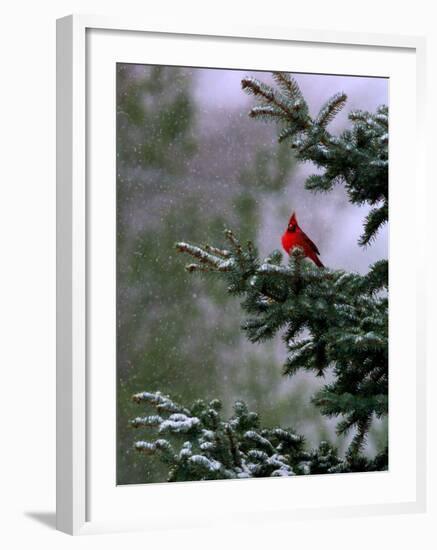 A Bright Red Cardinal--Framed Photographic Print
