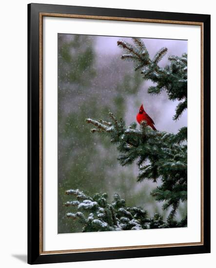 A Bright Red Cardinal-null-Framed Photographic Print