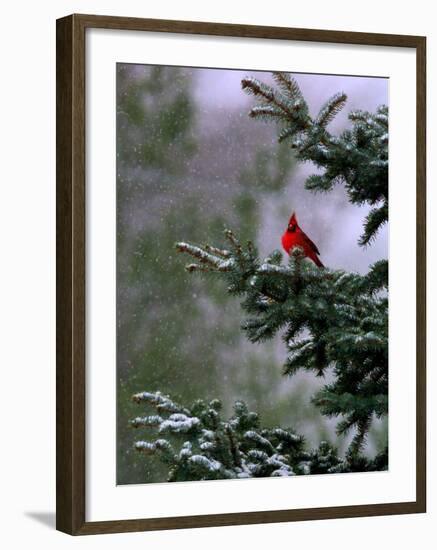 A Bright Red Cardinal-null-Framed Photographic Print