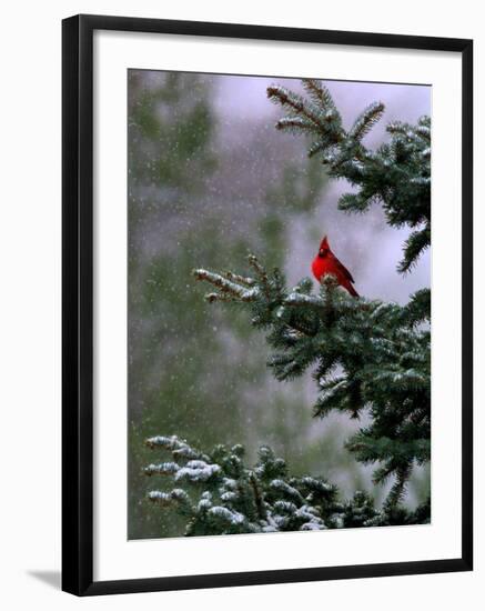 A Bright Red Cardinal--Framed Photographic Print