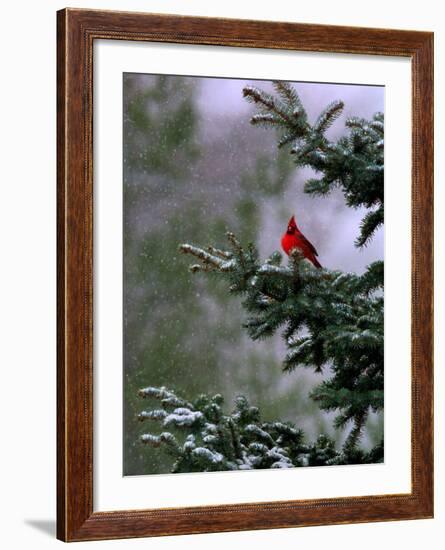 A Bright Red Cardinal--Framed Photographic Print