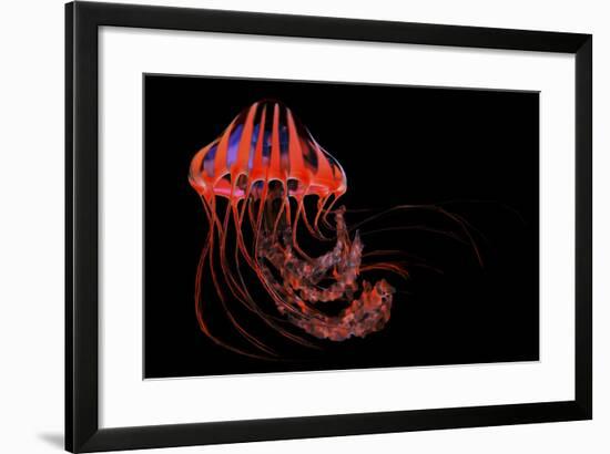 A Brightly Colored Jellyfish Illustration-Stocktrek Images-Framed Art Print