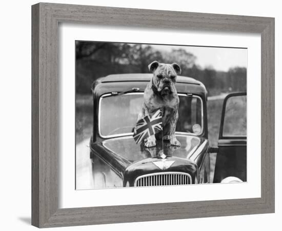 A British Bulldog Stands Proudly Behind a Union Jack Flag on a Car Bonnet-null-Framed Photographic Print