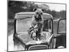 A British Bulldog Stands Proudly Behind a Union Jack Flag on a Car Bonnet-null-Mounted Photographic Print