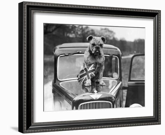 A British Bulldog Stands Proudly Behind a Union Jack Flag on a Car Bonnet-null-Framed Photographic Print