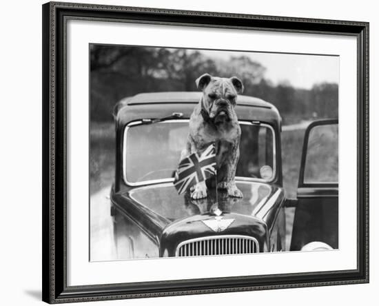 A British Bulldog Stands Proudly Behind a Union Jack Flag on a Car Bonnet-null-Framed Photographic Print